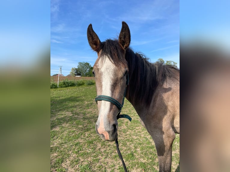 PRE Mix Mare 2 years 16 hh Gray in Bibertal