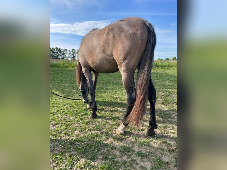 PRE Mix Mare 2 years 16 hh Gray in Bibertal