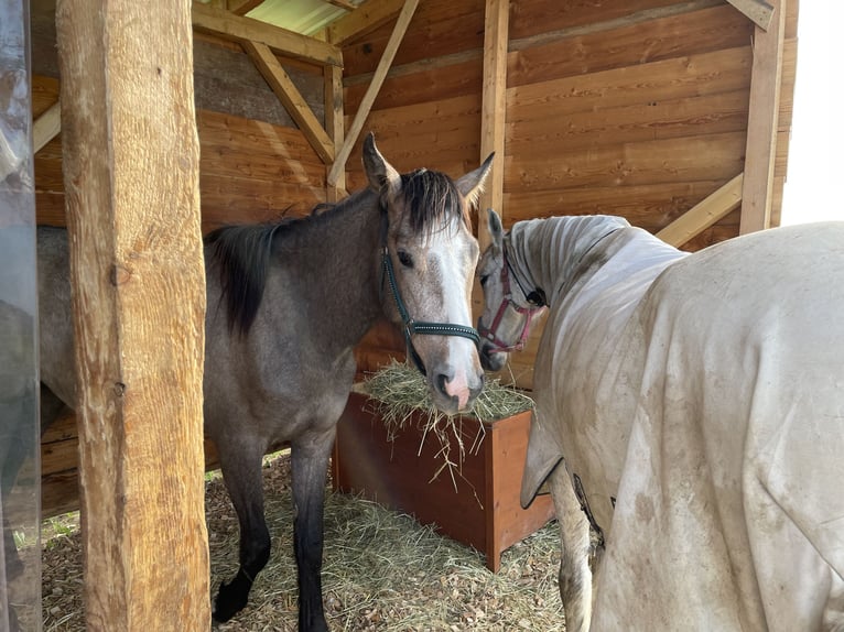 PRE Mix Mare 2 years 16 hh Gray in Bibertal