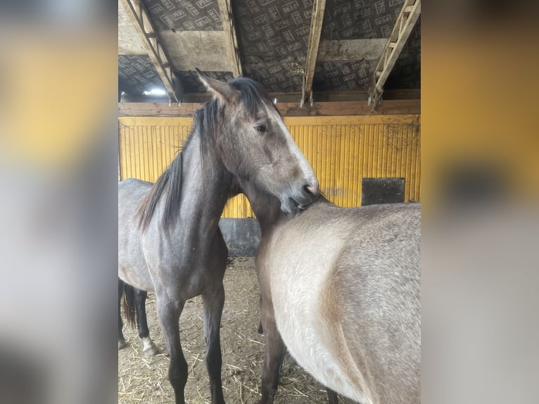 PRE Mix Mare 2 years 16 hh Gray in Bibertal