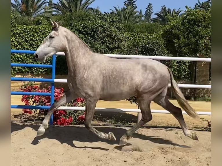 PRE Mare 2 years 16 hh Gray in Fuentes De Andalucia