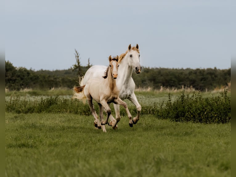 PRE Mare 2 years 16 hh Gray in Otterberg