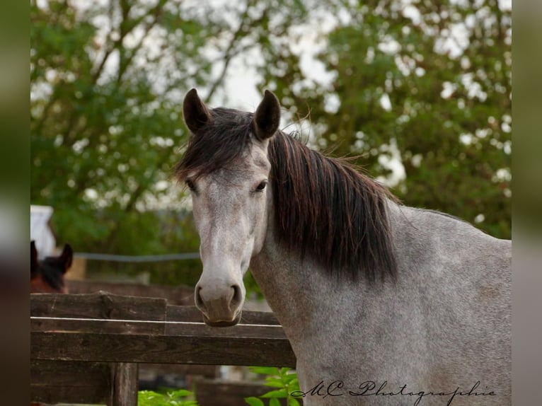 PRE Mare 2 years 16 hh Grey in Brandis