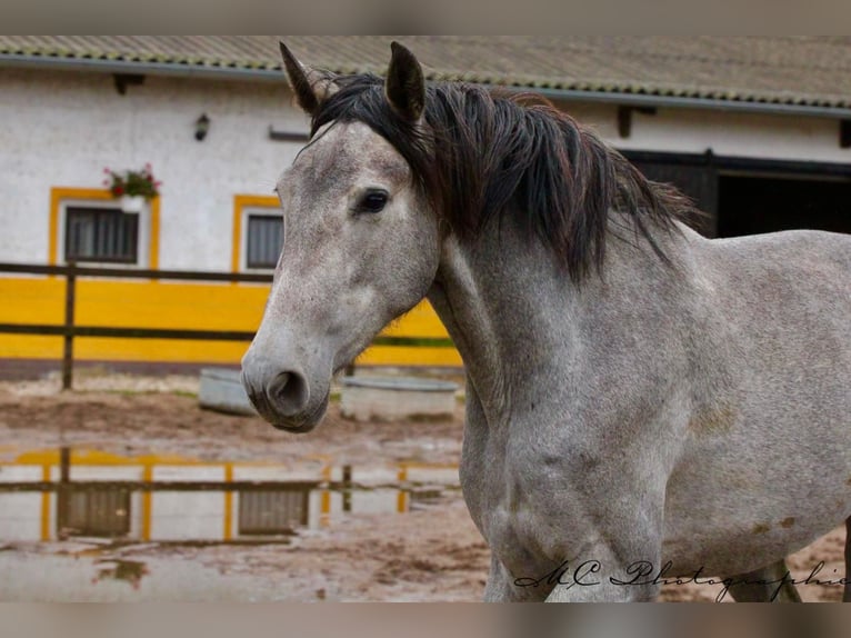 PRE Mare 2 years 16 hh Grey in Brandis
