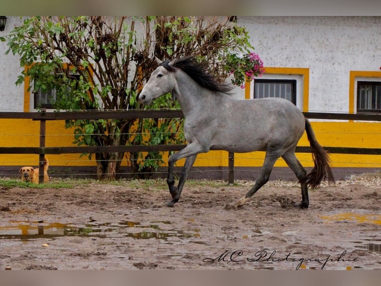 PRE Mare 2 years 16 hh Grey in Brandis