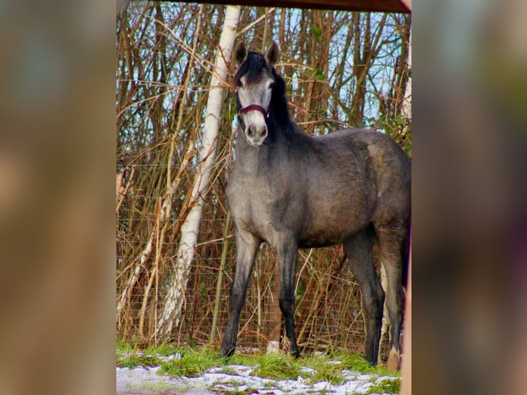 PRE Mare 2 years 16 hh Grey in Brandis