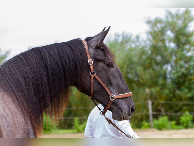 PRE Mix Mare 2 years 16 hh Grey in Skanderborg