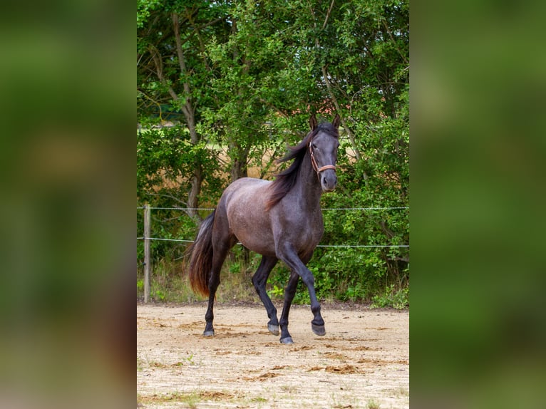 PRE Mix Mare 2 years 16 hh Grey in Skanderborg
