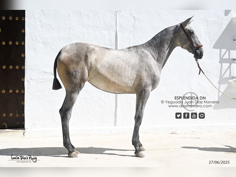 PRE Mare 2 years 16 hh Grey-Fleabitten in Arjona