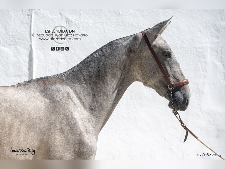PRE Mare 2 years 16 hh Grey-Fleabitten in Arjona
