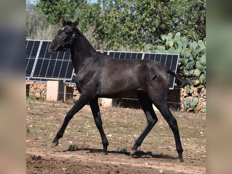 PRE Mare 2 years 16 hh Grey in Mallorca