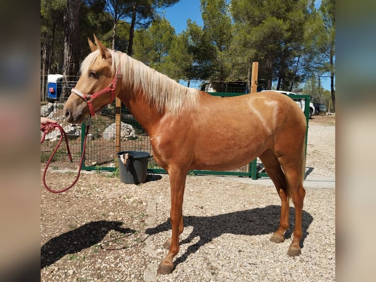 PRE Mix Mare 2 years 16 hh Palomino in Alcoi/AlcoyAlcoy