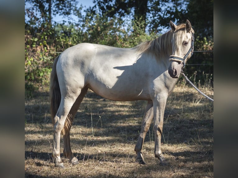 PRE Mare 2 years 16 hh Pearl in Loye sur Aron