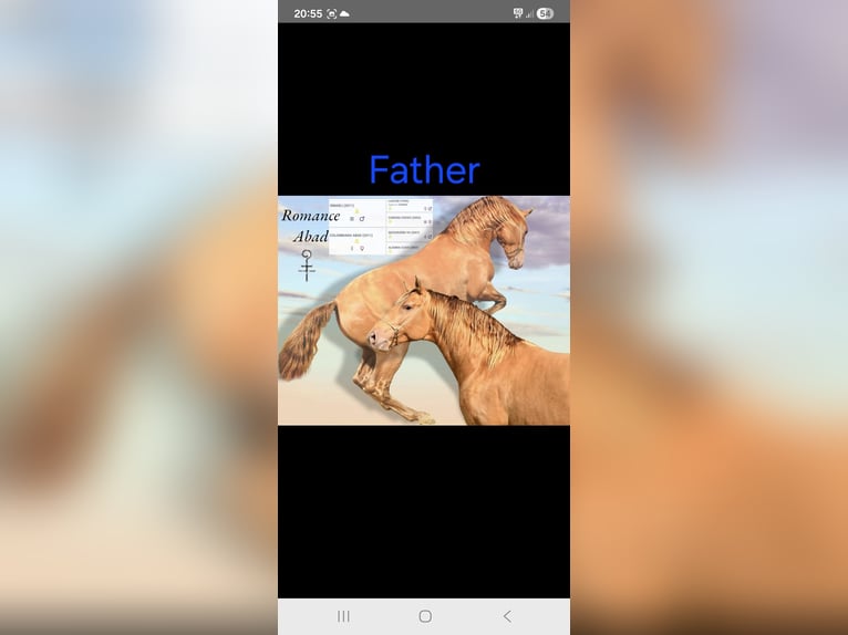 PRE Mare 2 years 16 hh Perlino in Tábor