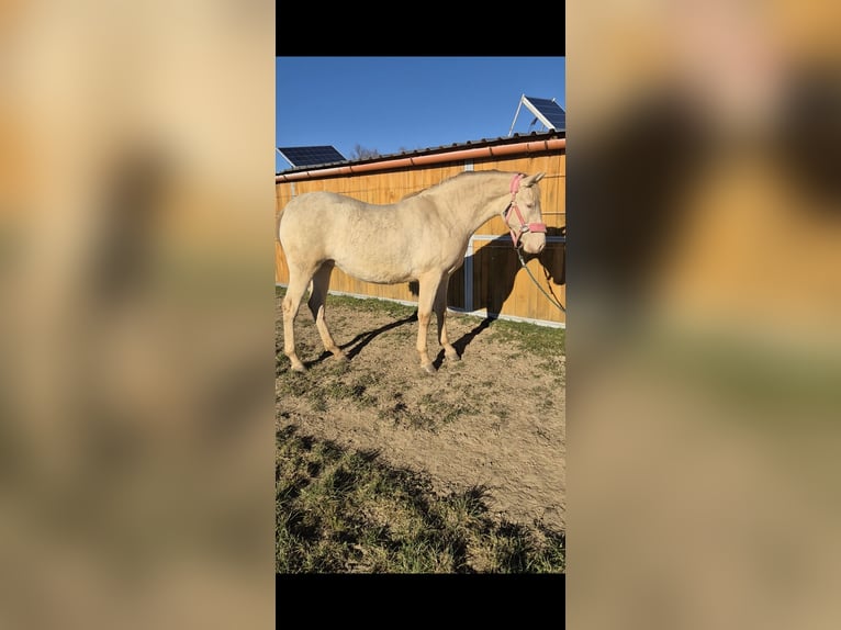 PRE Mare 2 years 16 hh Perlino in Tábor