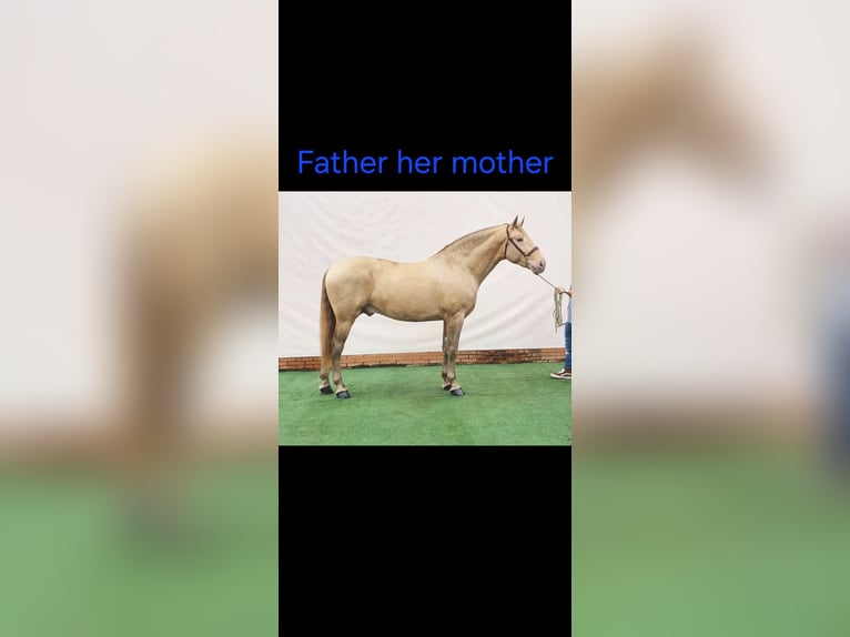 PRE Mare 2 years 16 hh Perlino in Tábor