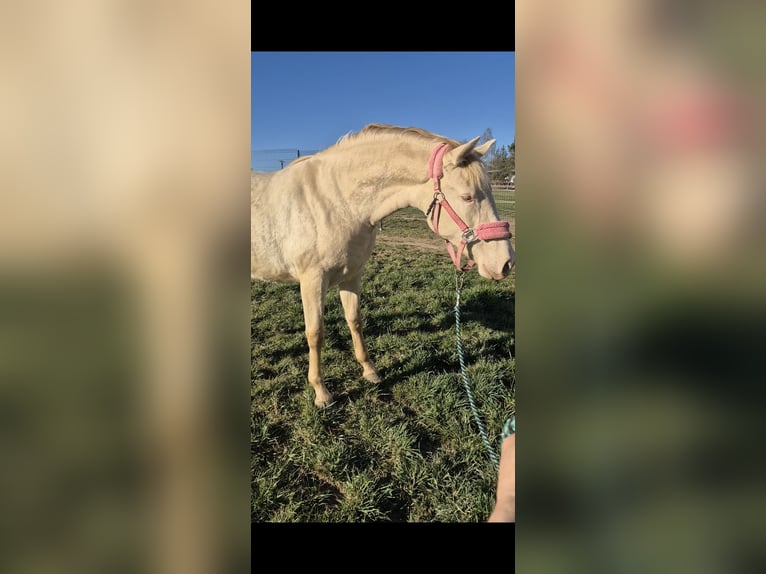 PRE Mare 2 years 16 hh Perlino in Tábor