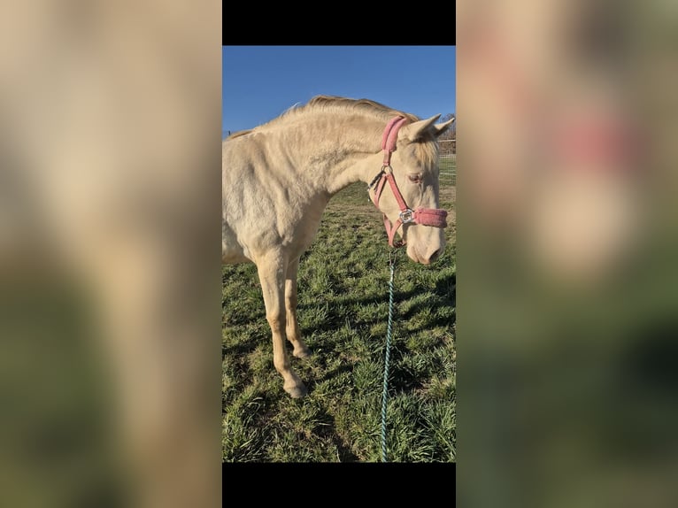 PRE Mare 2 years 16 hh Perlino in Tábor