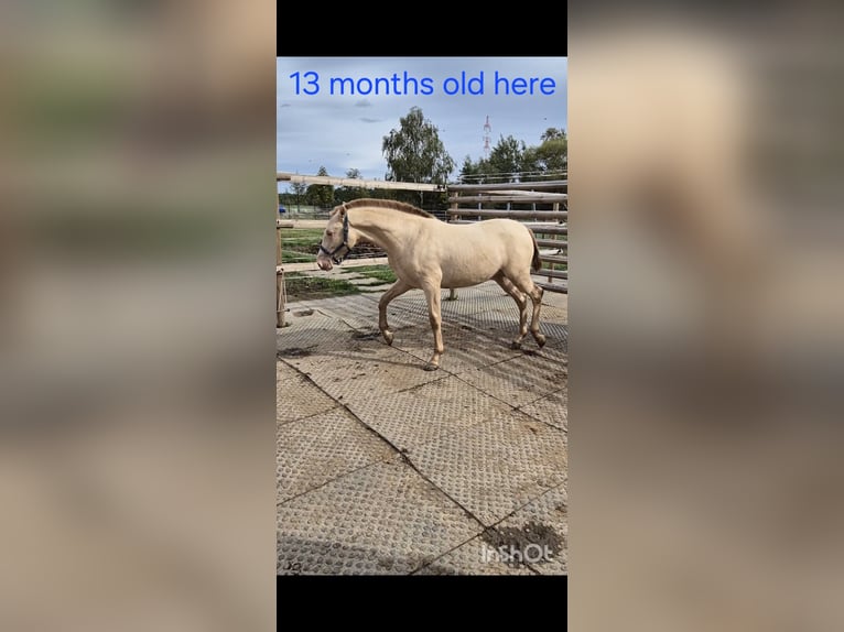 PRE Mare 2 years 16 hh Perlino in Tábor