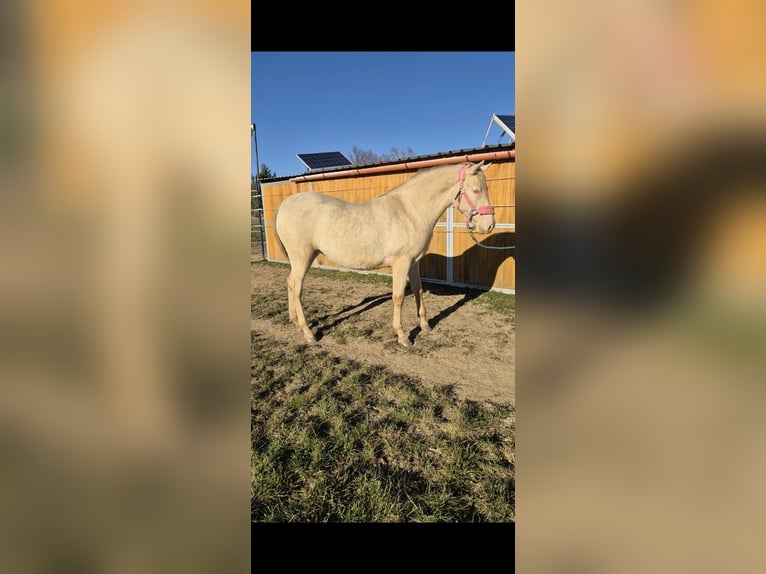 PRE Mare 2 years 16 hh Perlino in Tábor