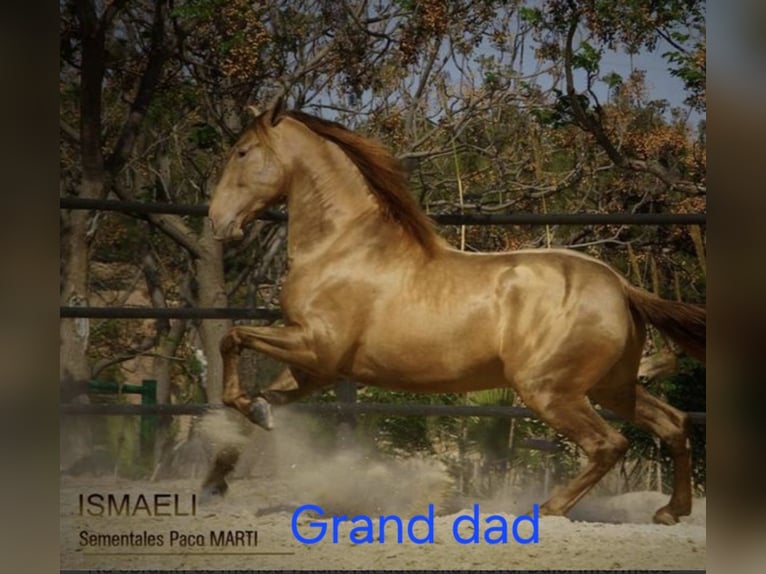 PRE Mare 2 years 16 hh Perlino in Tábor