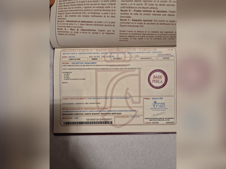 PRE Mare 2 years 16 hh Perlino in Tábor