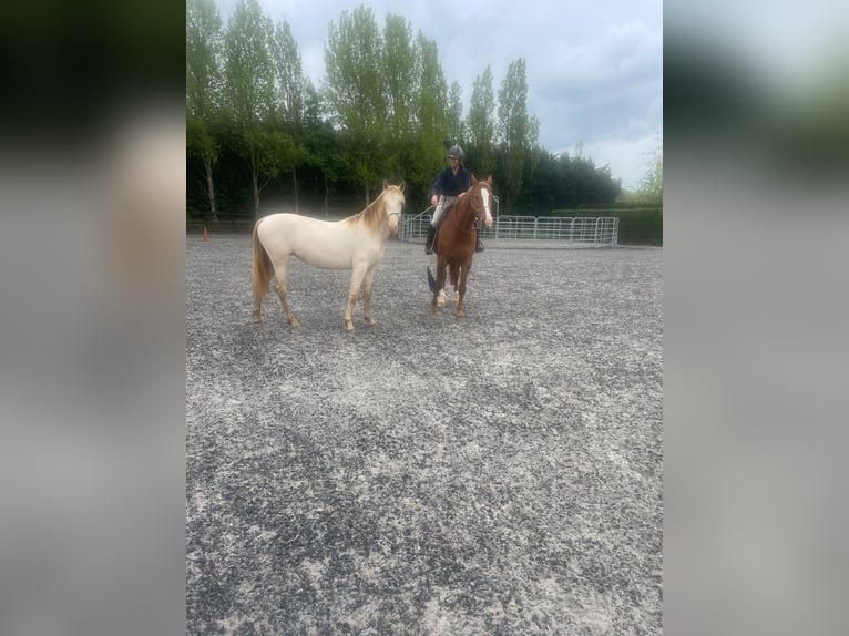 PRE Mix Mare 2 years 16 hh Perlino in OXFORDSHIRE