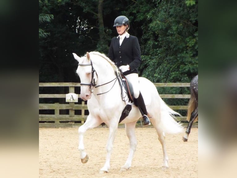 PRE Mix Mare 2 years 16 hh Perlino in OXFORDSHIRE