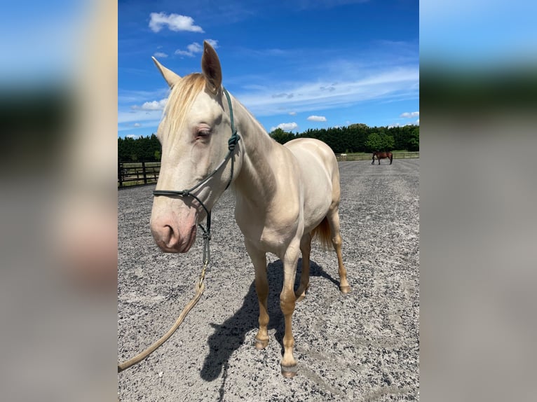 PRE Mix Mare 2 years 16 hh Perlino in OXFORDSHIRE