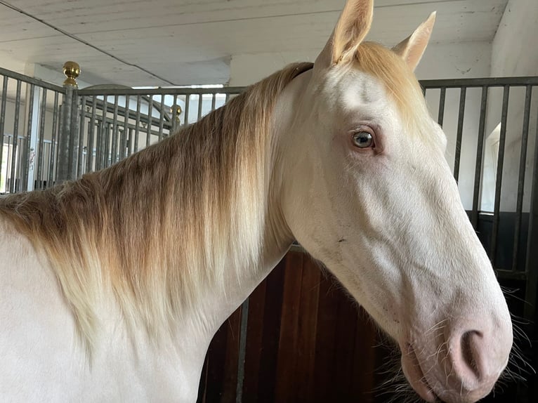 PRE Mix Mare 2 years 16 hh Perlino in OXFORDSHIRE