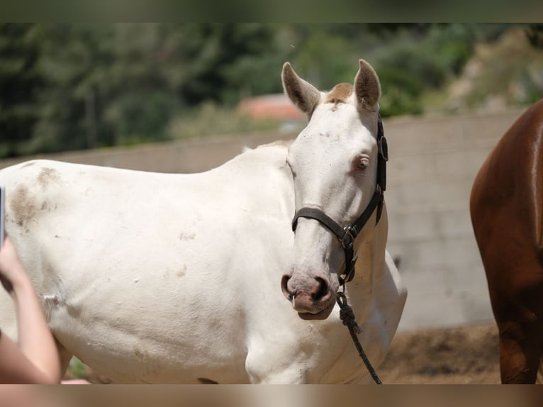 PRE Mix Mare 2 years 16 hh Perlino in Hamburg