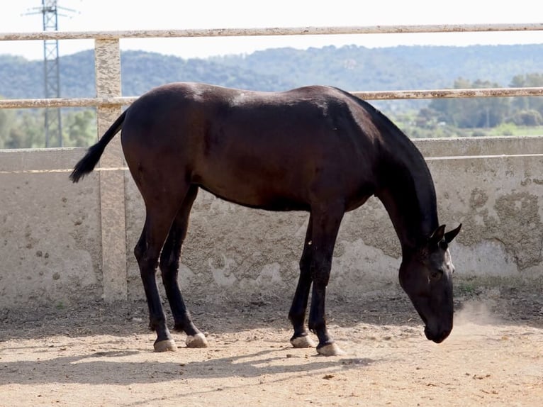 PRE Mix Mare 2 years 16,1 hh Black in Navas Del Madroño