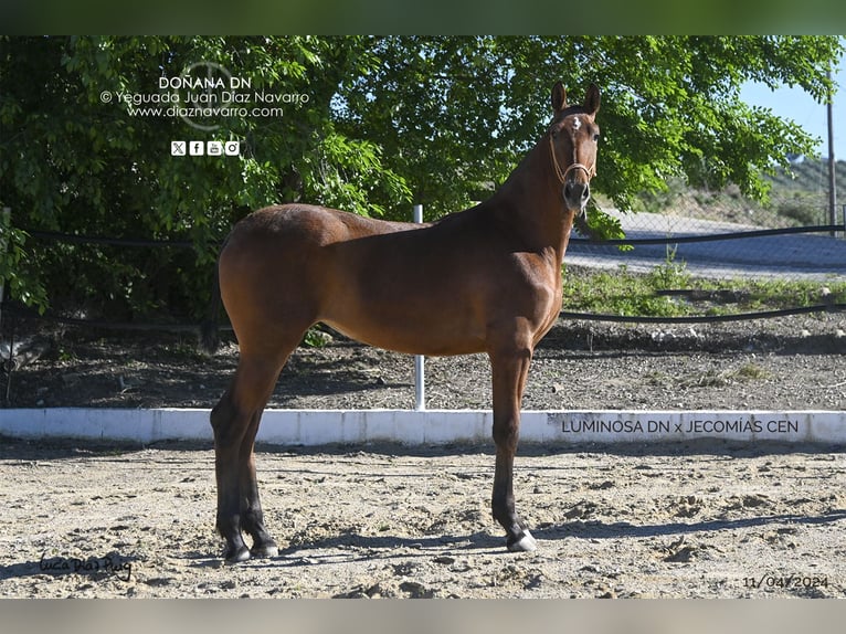 PRE Mix Mare 2 years 16,1 hh Brown-Light in Arjona