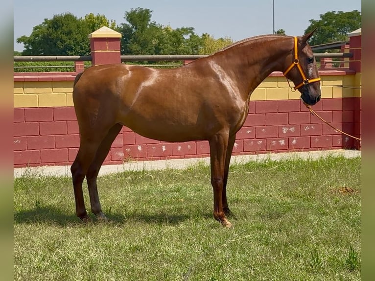 PRE Mare 2 years 16,1 hh Chestnut-Red in Villanueva De La Serena