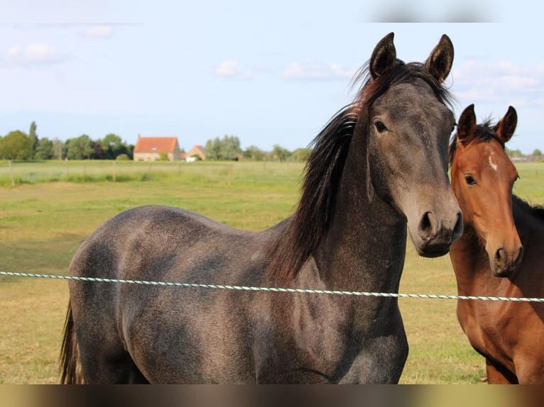 PRE Mare 2 years 16,1 hh Grey in Alveringem