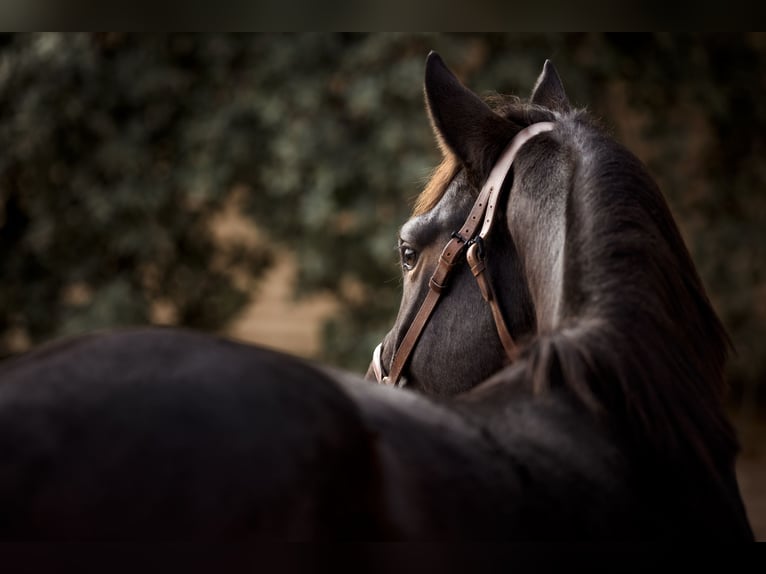 PRE Mix Mare 2 years 16,2 hh Grey in El Catllar