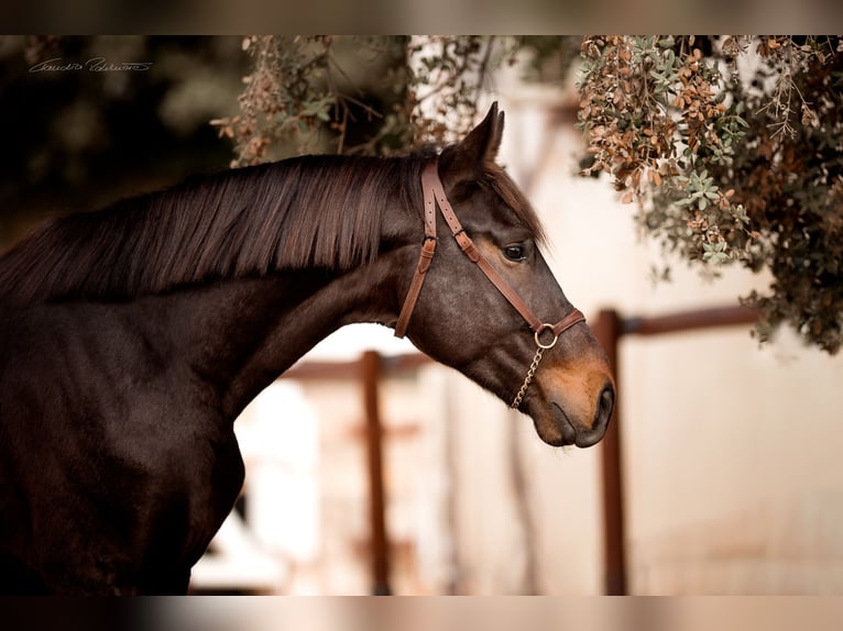 PRE Mix Mare 2 years 16,2 hh Grey in El Catllar