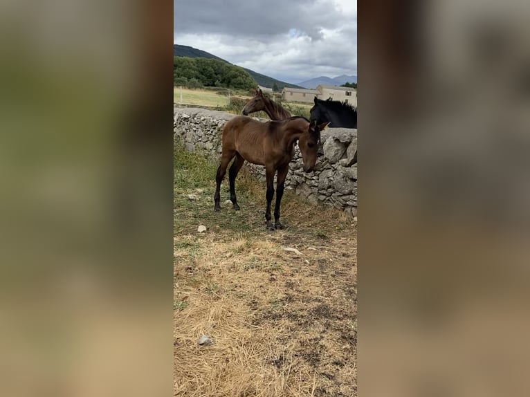 PRE Mix Mare 2 years Brown in El Barco De Avila