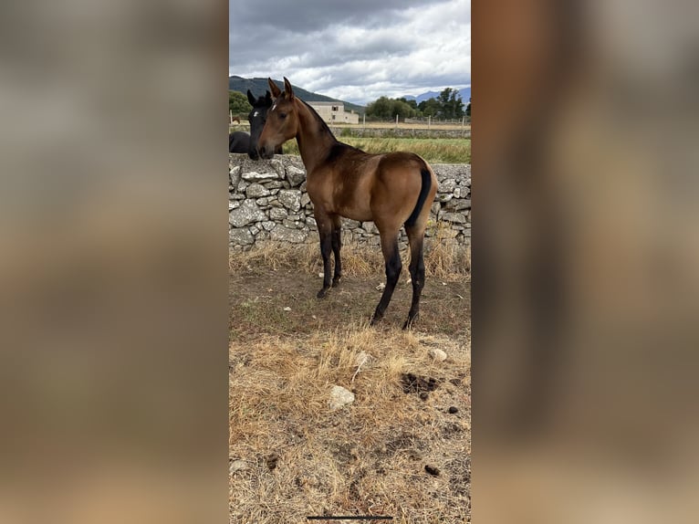 PRE Mix Mare 2 years Brown in El Barco De Avila