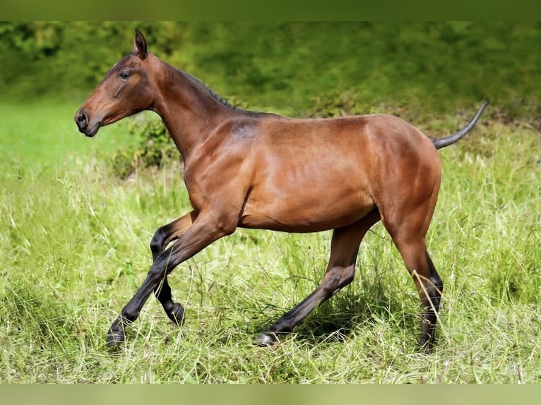 PRE Mare 2 years Brown in Getxo