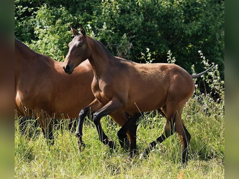 PRE Mare 2 years Brown in Getxo