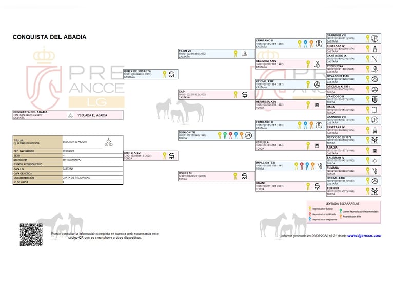 PRE Mare 2 years Brown in Alveringem
