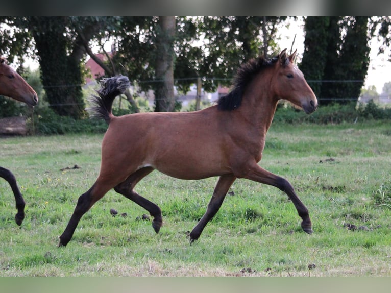 PRE Mare 2 years Brown in Alveringem