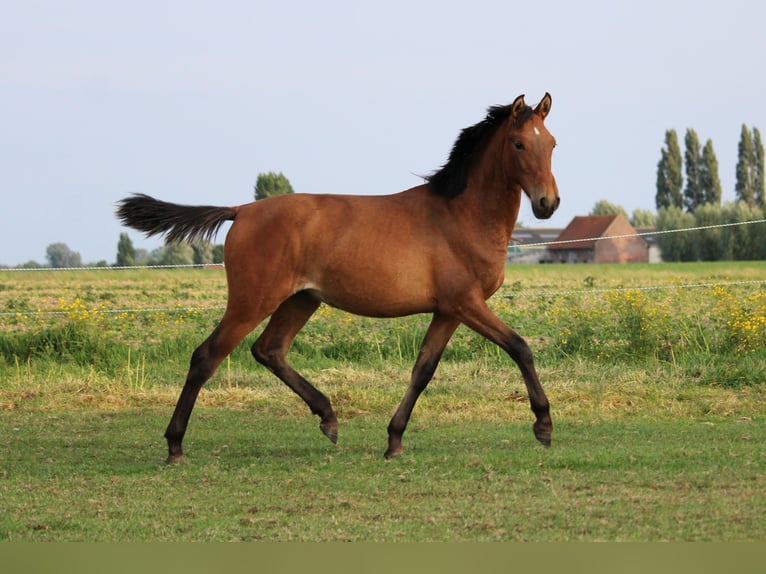 PRE Mare 2 years Brown in Alveringem