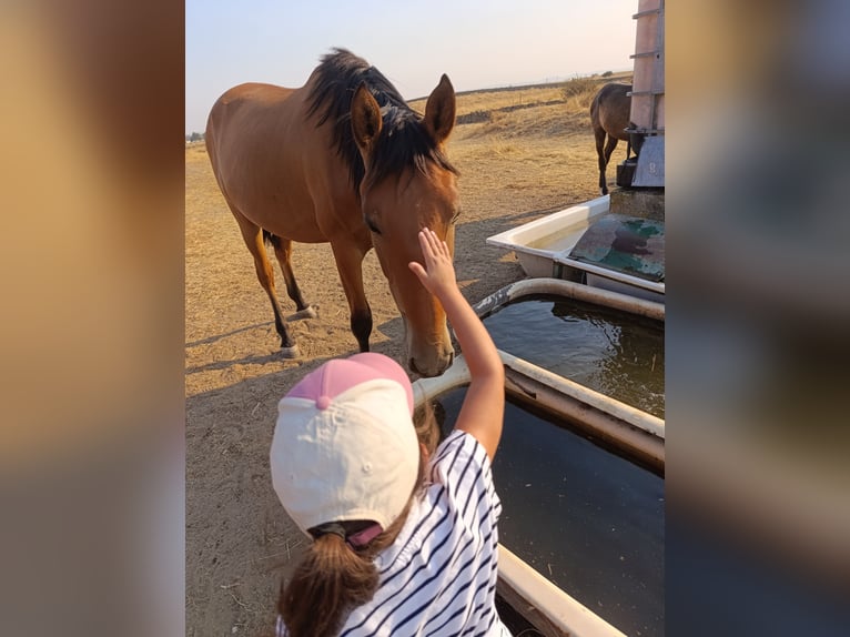 PRE Mare 2 years Brown-Light in Arroyo De La Luz