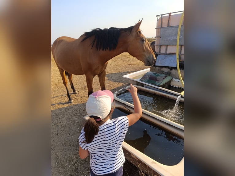 PRE Mare 2 years Brown-Light in Arroyo De La Luz