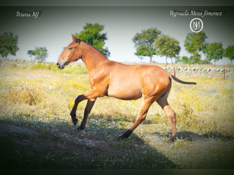 PRE Mare 2 years Brown-Light in Arroyo De La Luz