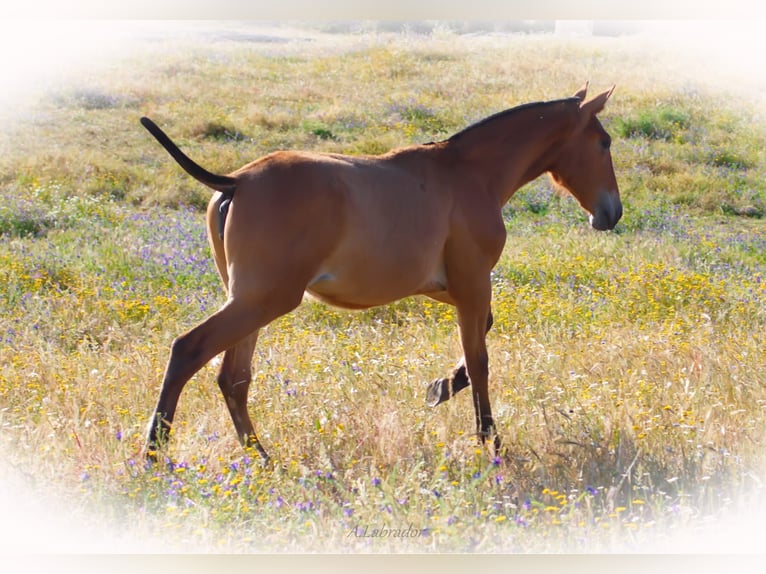 PRE Mare 2 years Brown-Light in Arroyo De La Luz