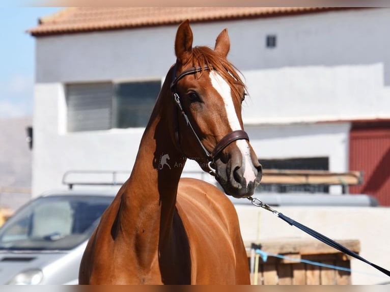 PRE Mare 2 years Chestnut-Red in Provinz Granada