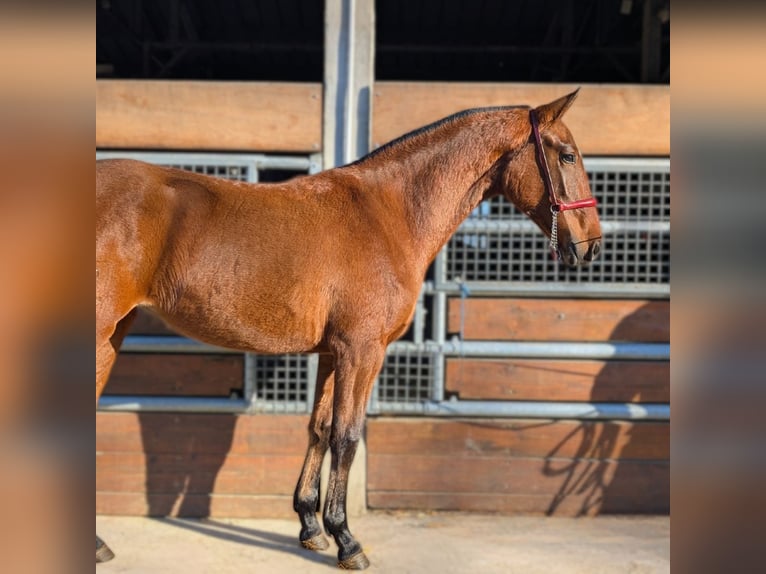 PRE Mix Mare 2 years  in CAUMONT